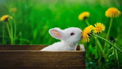 内马尔与桑托斯再次续约 目标冲击美加墨世界杯